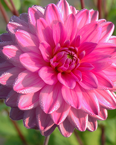 DAHLIA ROSELLA 10 kusov